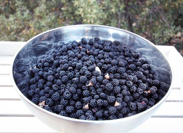 Cosecha de moras. MAV.