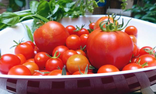 Tomates y albahaca de mi huerto. CP.
